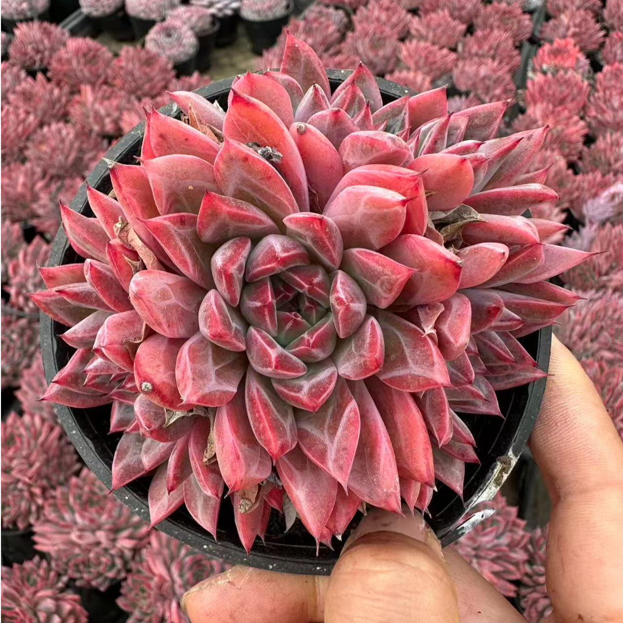 10#大唐盛世多肉植物  前男友精品多肉 SM0931