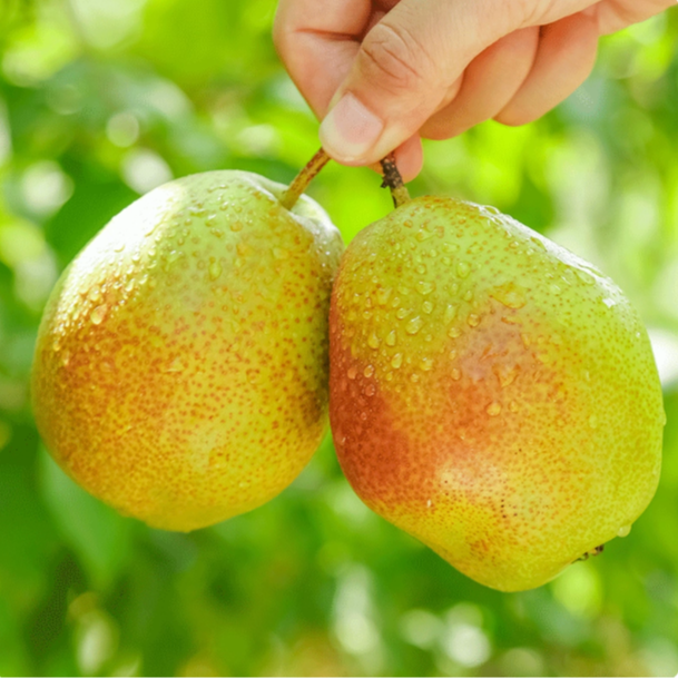 【3斤】特级香梨 多汁多水