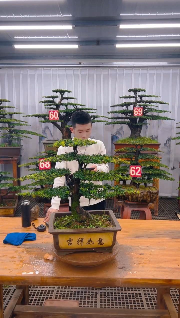 【闪购商品】紫砂精品盆景直播间一物一拍