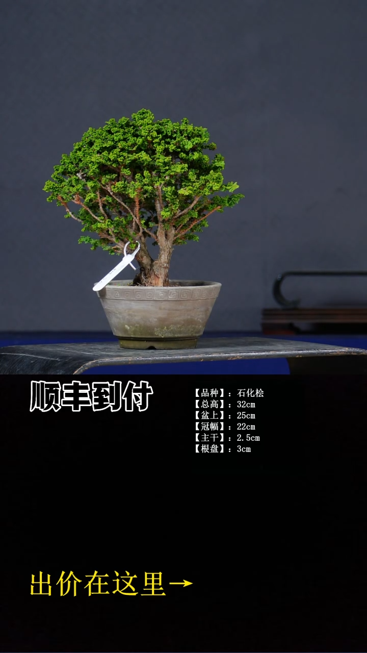 无花朵石化桧 不包邮