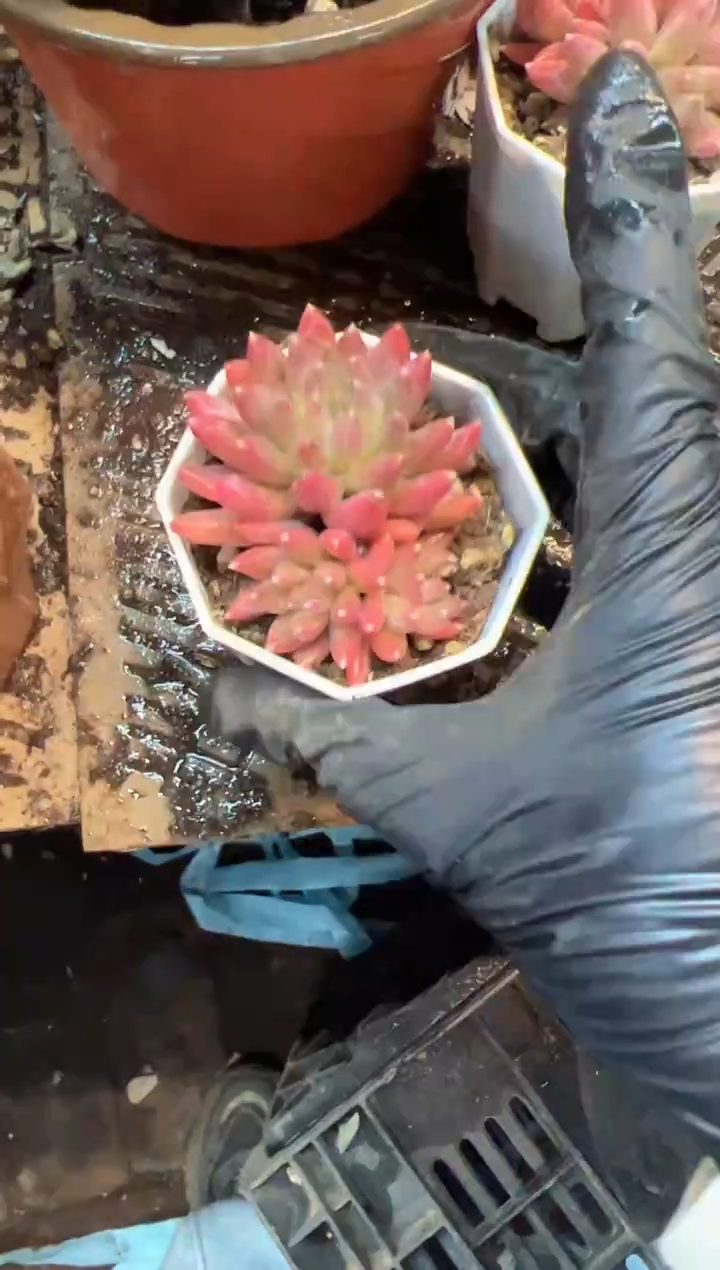 多肉植物一物一拍02593-