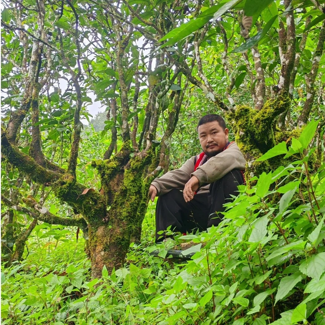 【23/24/25年 磐石大古树】头春普洱生茶散茶 媲美冰岛南迫古树