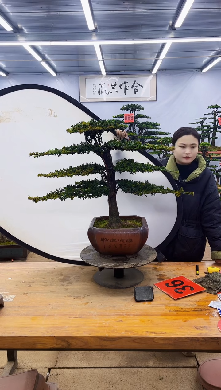 【闪购商品】高端盆景一物一拍，所见即所得