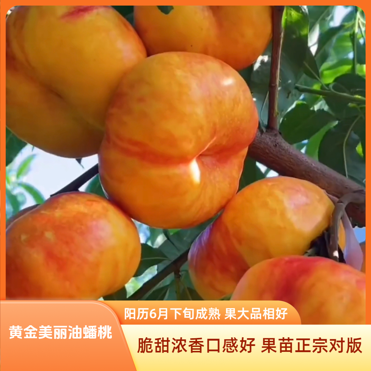 【蟠桃苗】黄金美丽油蟠桃苗 油蟠桃苗 新品种早熟油蟠桃苗 果苗 
