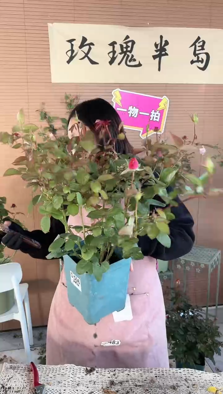 凯瑟琳1.5加仑扦插苗