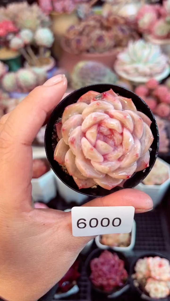 【闪购商品】6000单头糖心多肉