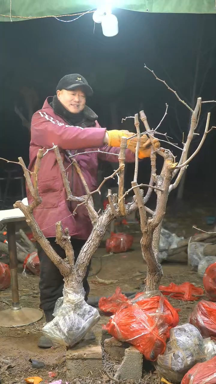 完全开放枣树848