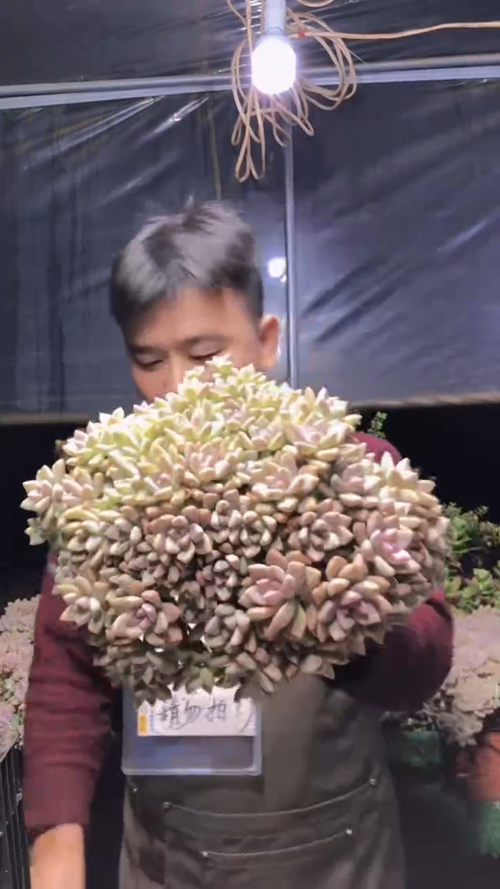 125淡雪缀化一物一拍