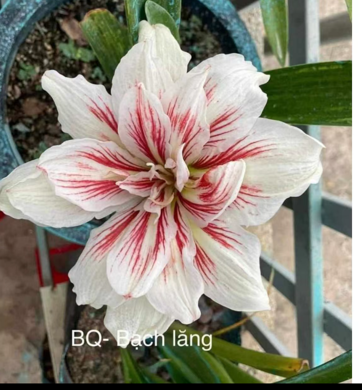 白兰地朱顶红，主球6cm，包对版不包后期养护！