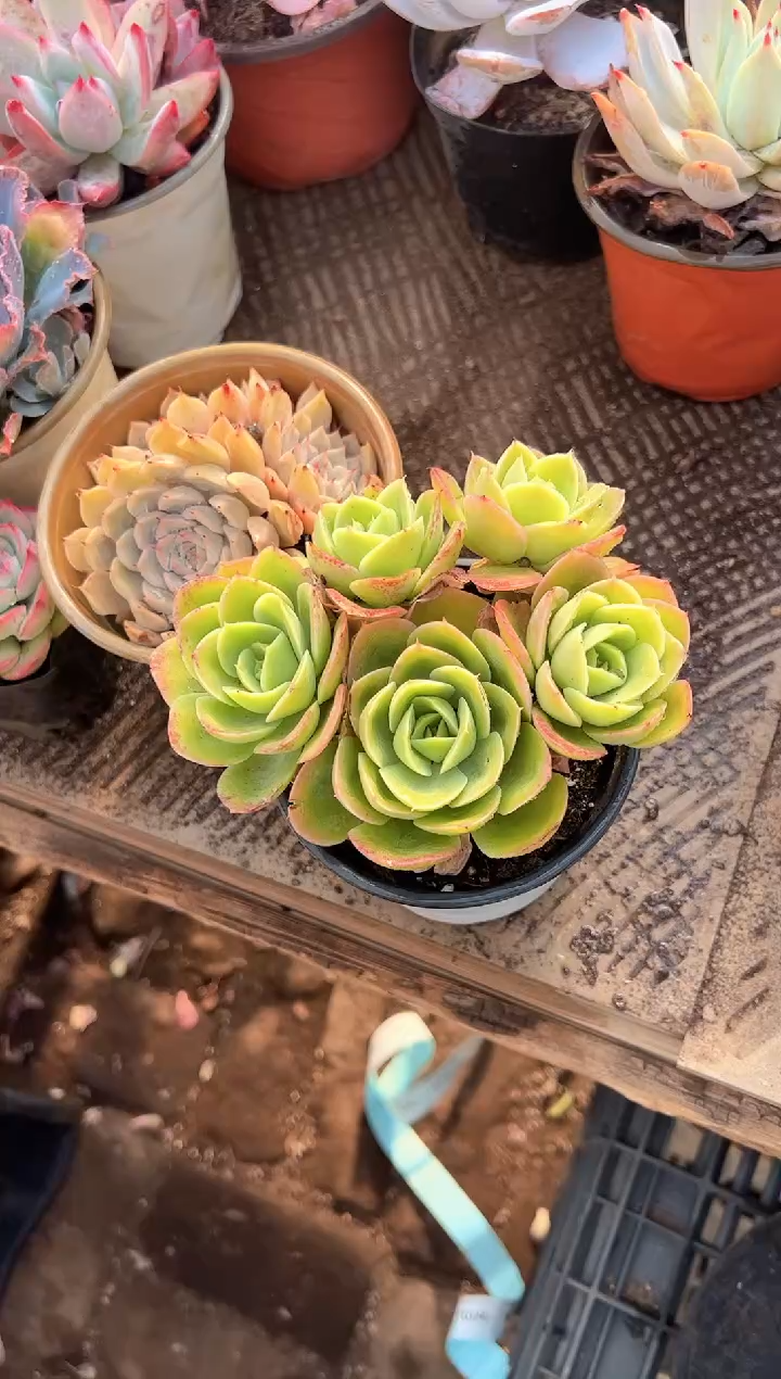 清***@多肉植物一物一拍10223