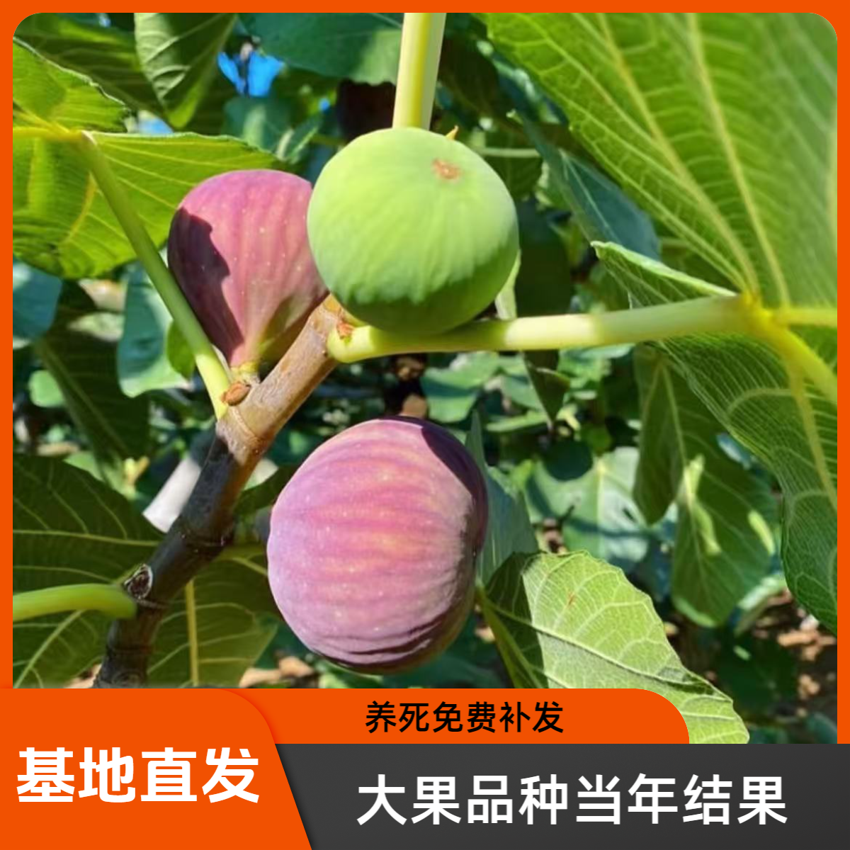 无花果树苗批发量大优惠适合种植户、嫁接当砧木