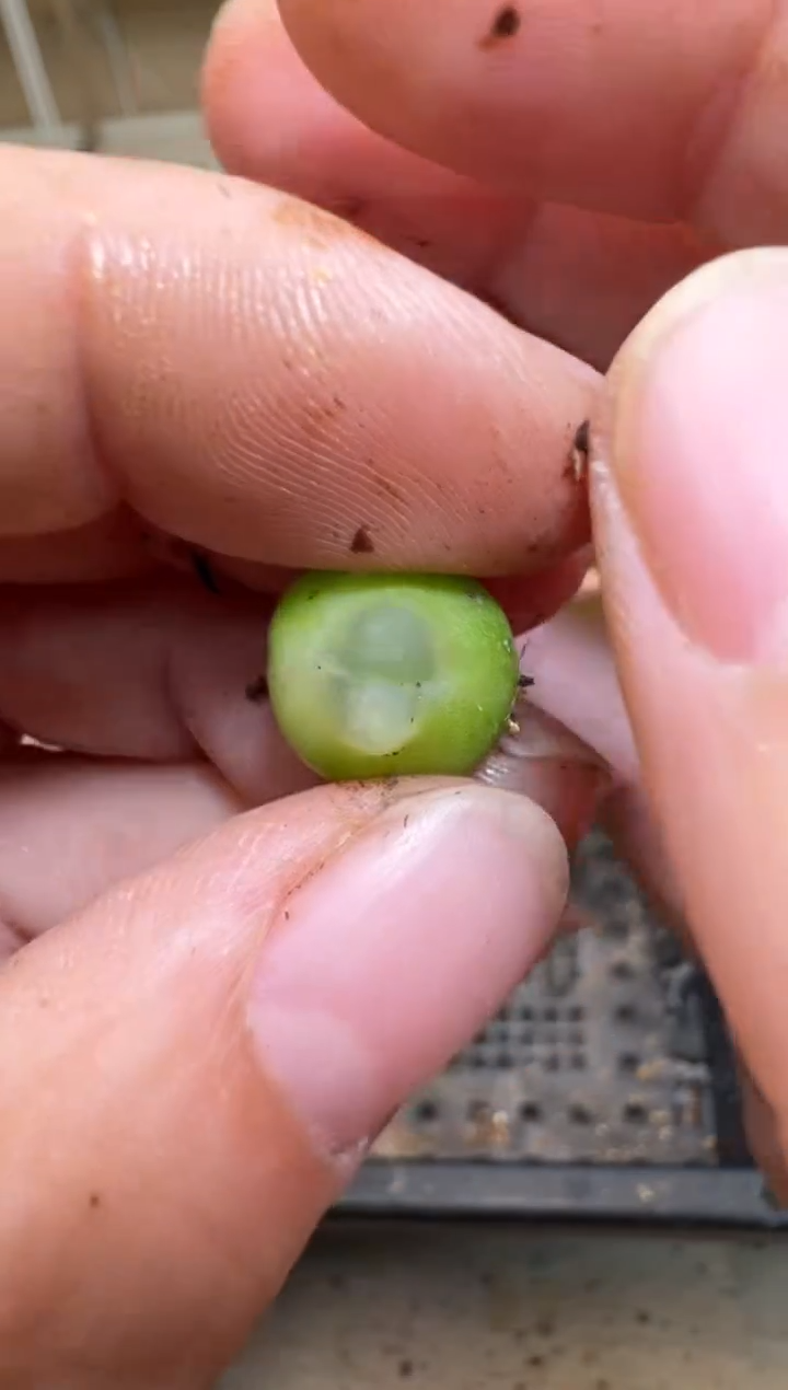 【闪购商品】3-186