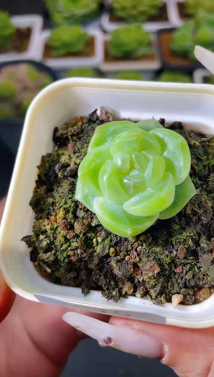 015灯量拍发一颗