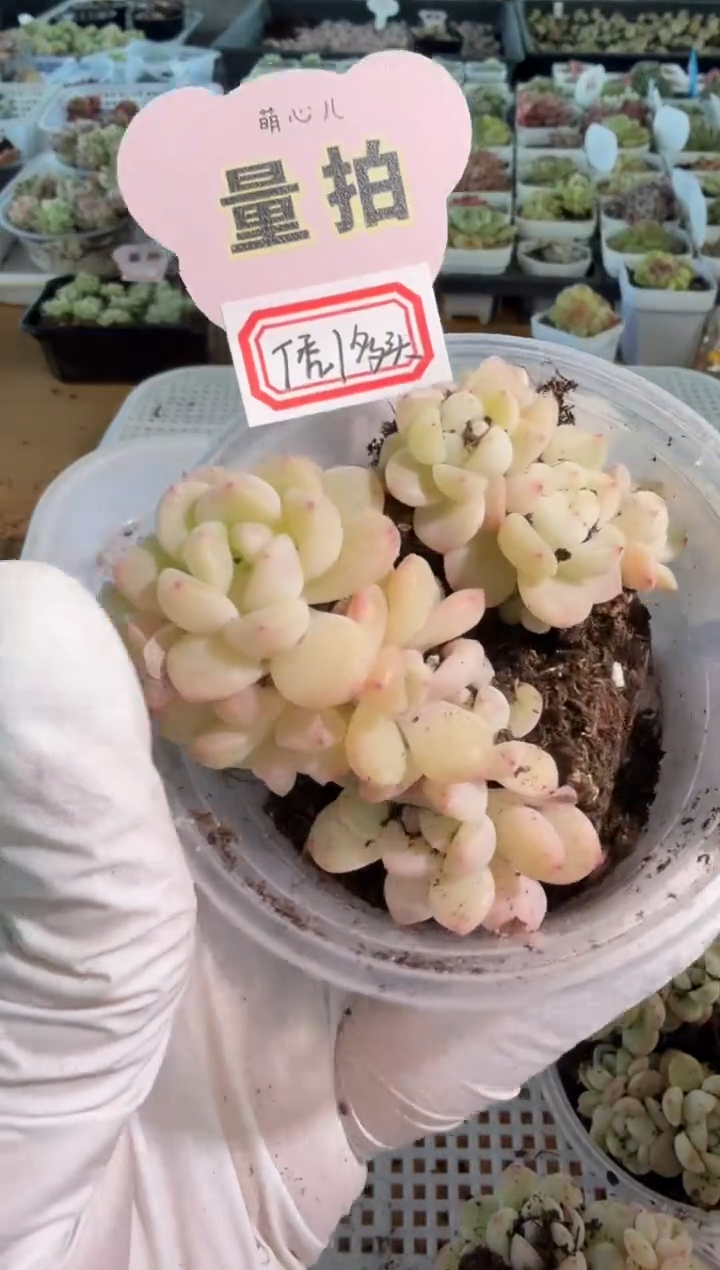 T秃/多头 3颗量拍混发 满9.9包邮