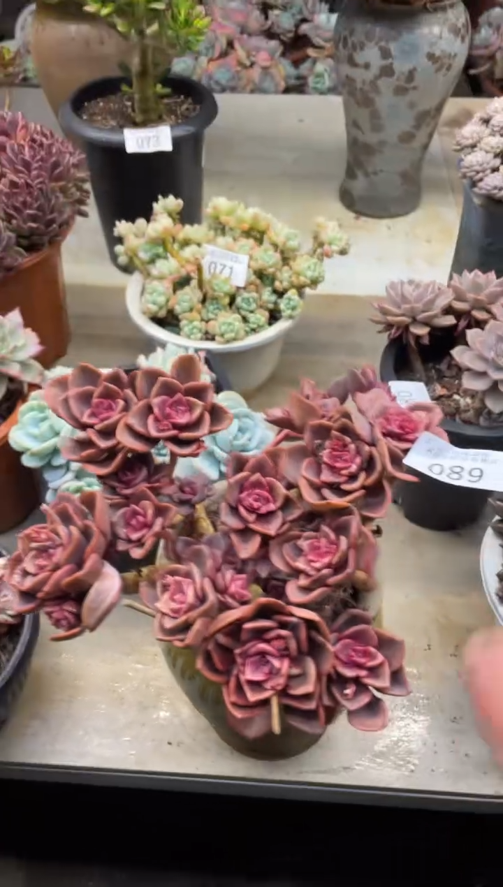 【闪购商品】89琉璃盏