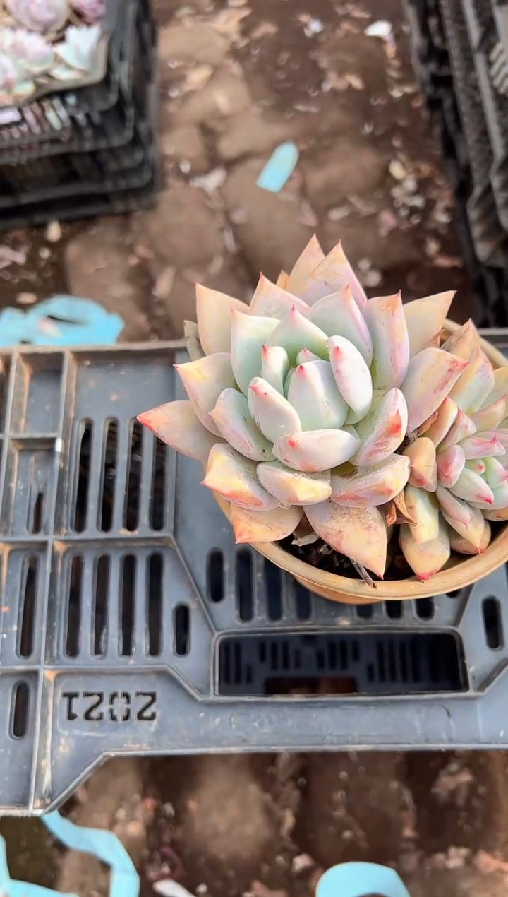 V***y多肉植物一物一拍01214