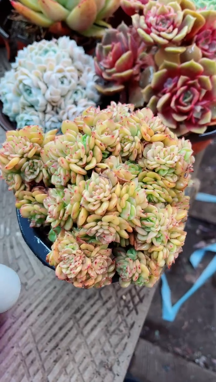 【闪购商品】06108