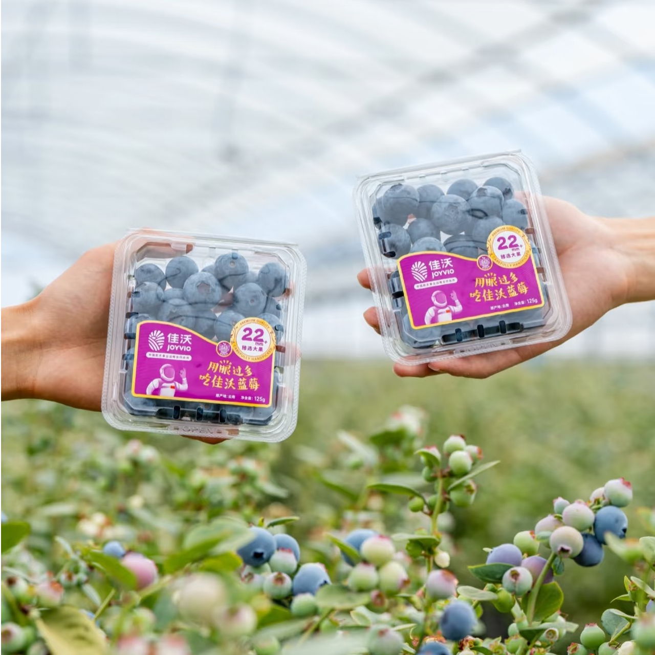 joyvio/佳沃大颗云南高山蓝莓22mm➕125g*1盒 2盒装 精选特大果 新鲜水果当季大蓝莓云南水果云南水果同城送