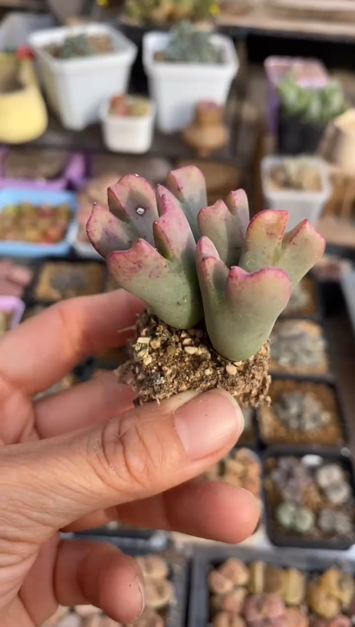 【闪购商品】8098直播一物一拍