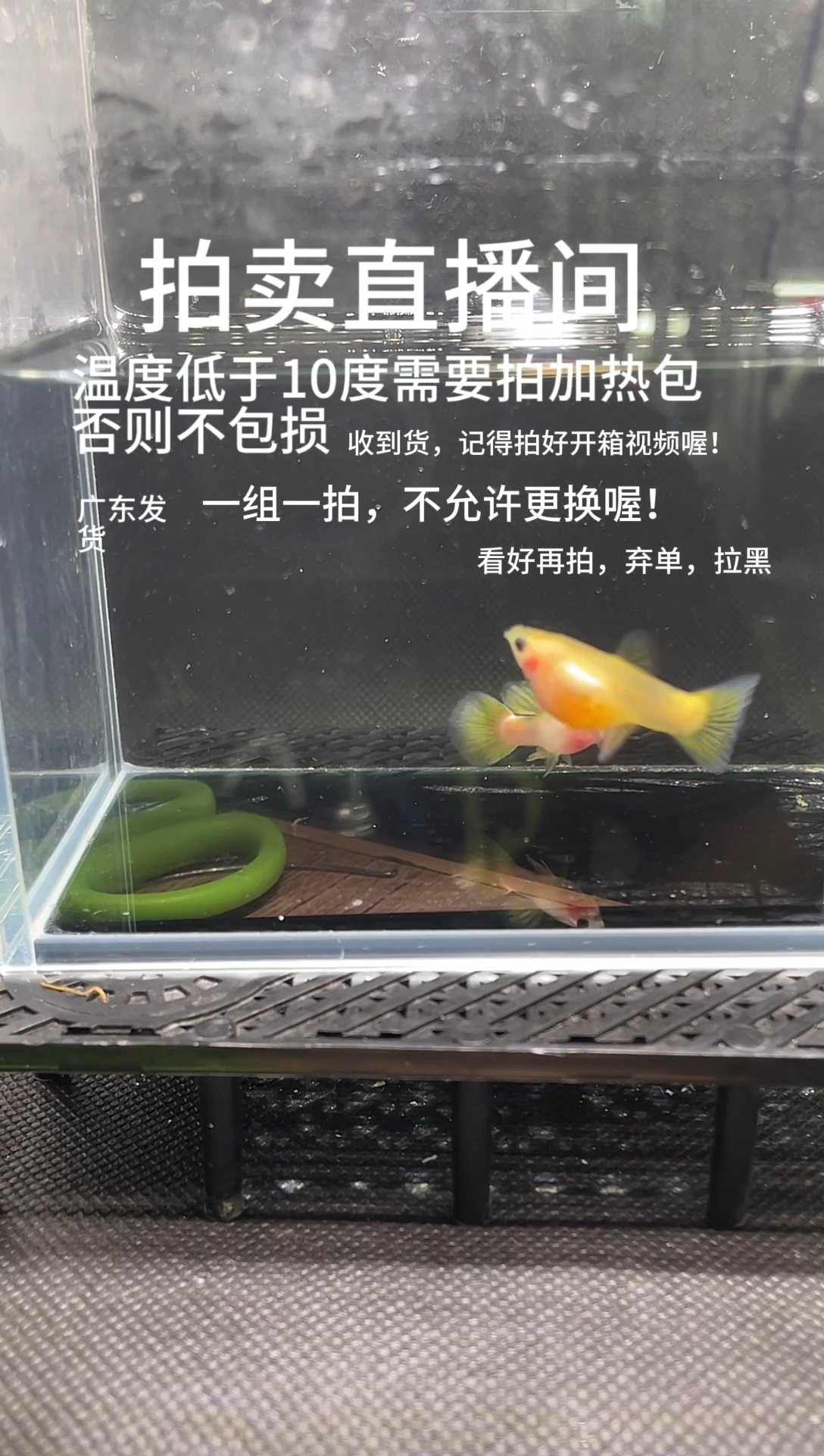 孔雀鱼粉猫 两条 编号 76