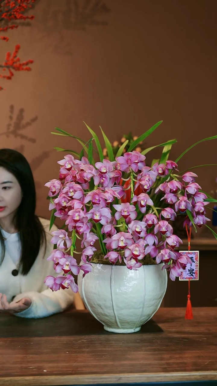 【闪购商品】盆景小粉拱兰 白