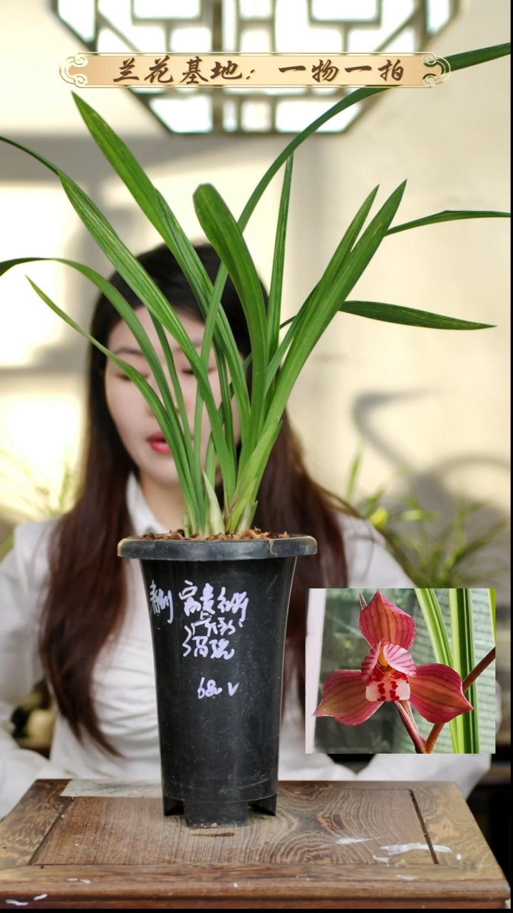 完全开放虎斑红荷3苗3花苞