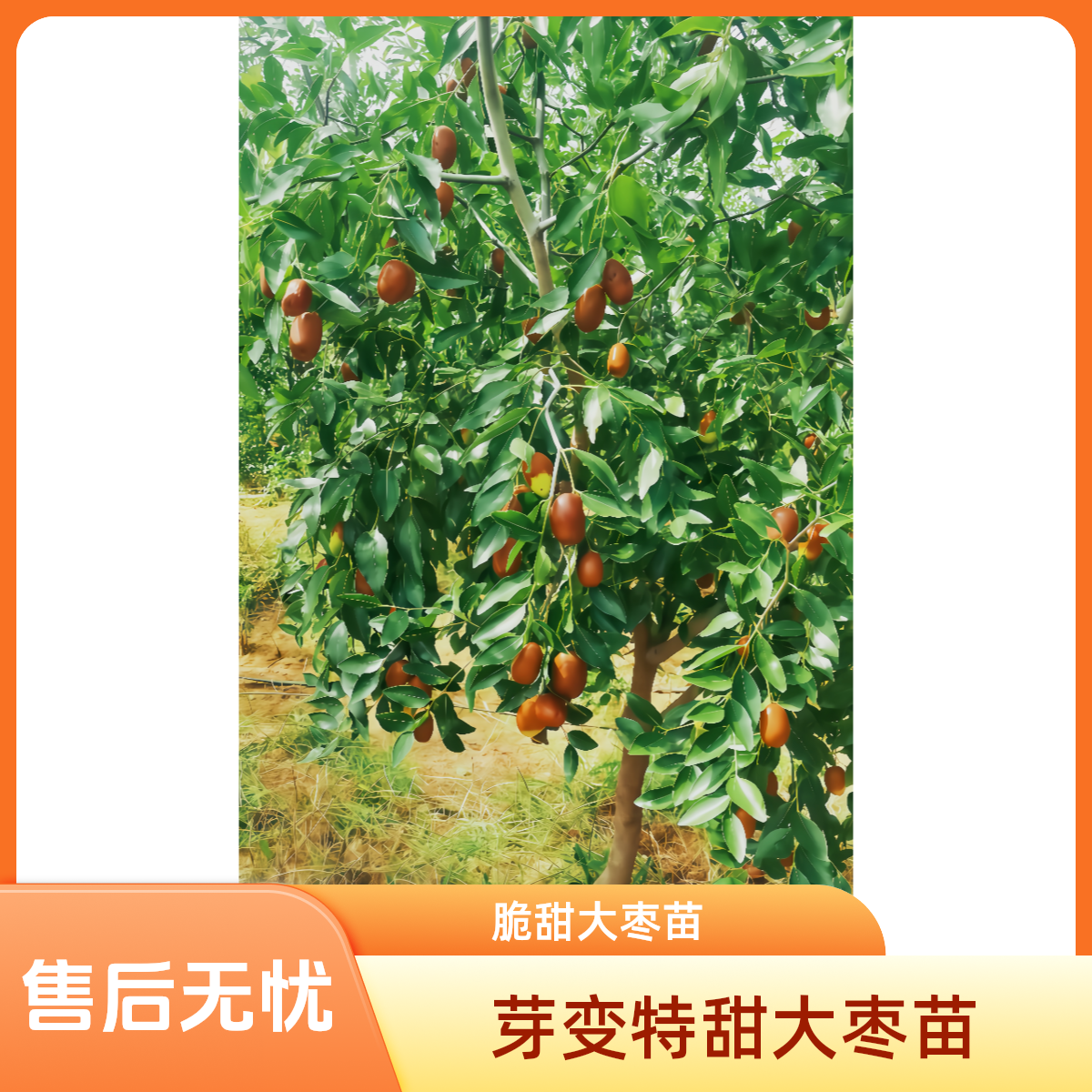 正宗对版 守洋芽变特甜大枣苗、裸根70定杆（剪光杆发货）