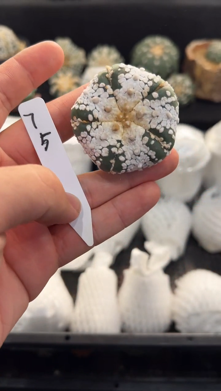 ?***香实生根星兜无盆土编码75