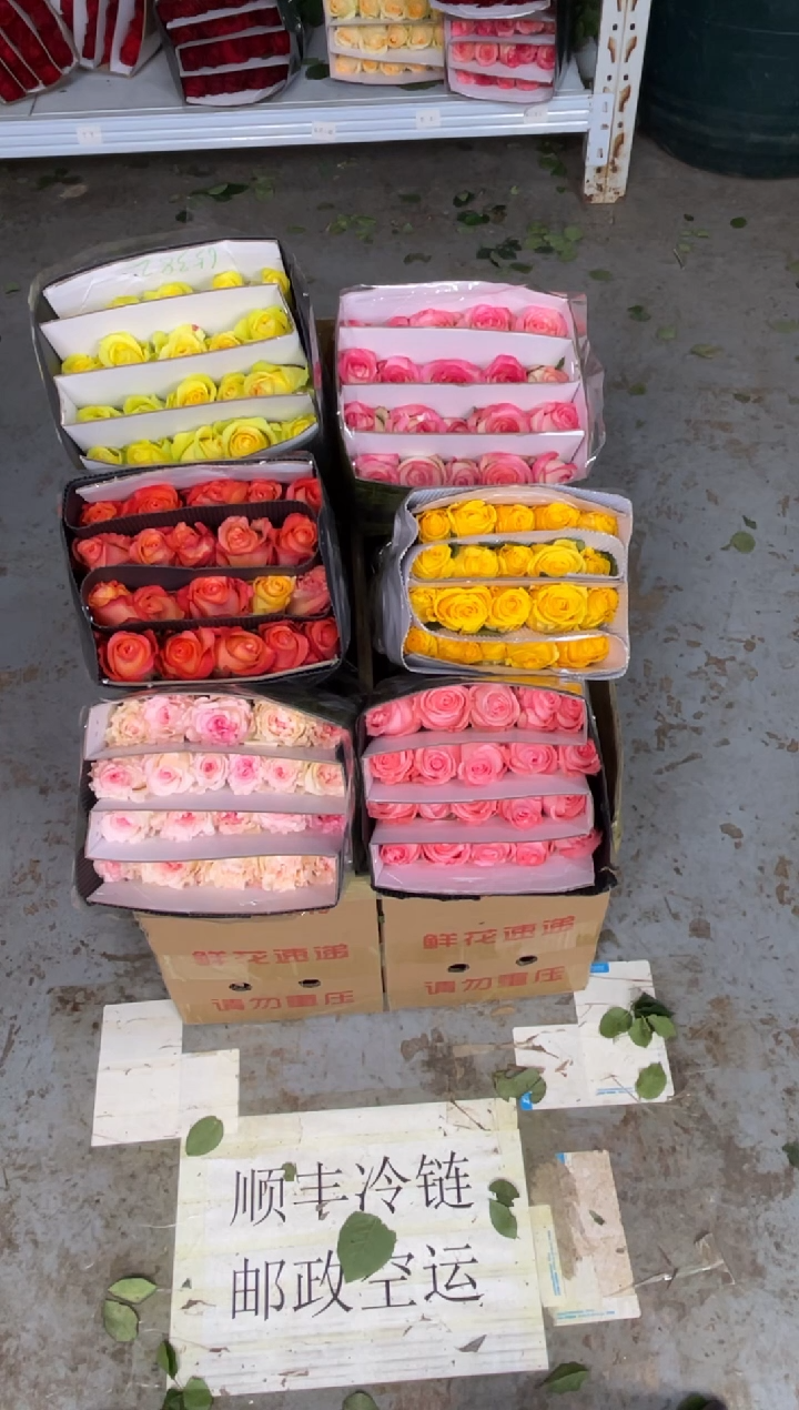 单头玫瑰60枝（任意3个品种）