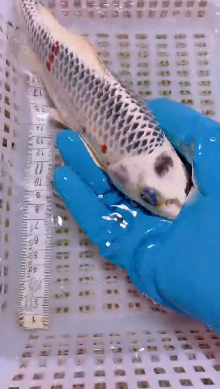 锦鲤冷水观赏鱼全场包邮89