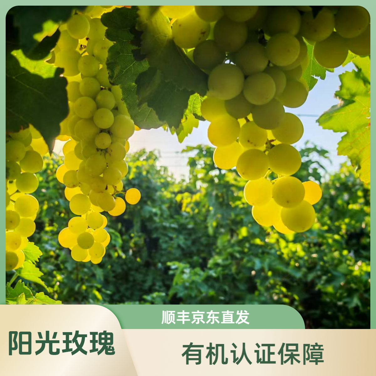 【有机妮娜皇后2.5斤+有机阳光玫瑰2.5斤】新疆双河顺丰中秋福利