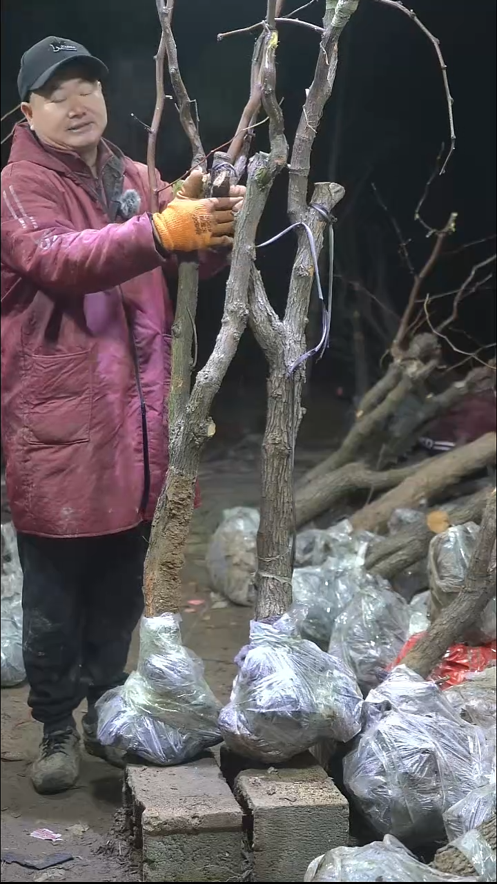 完全开放枣树317