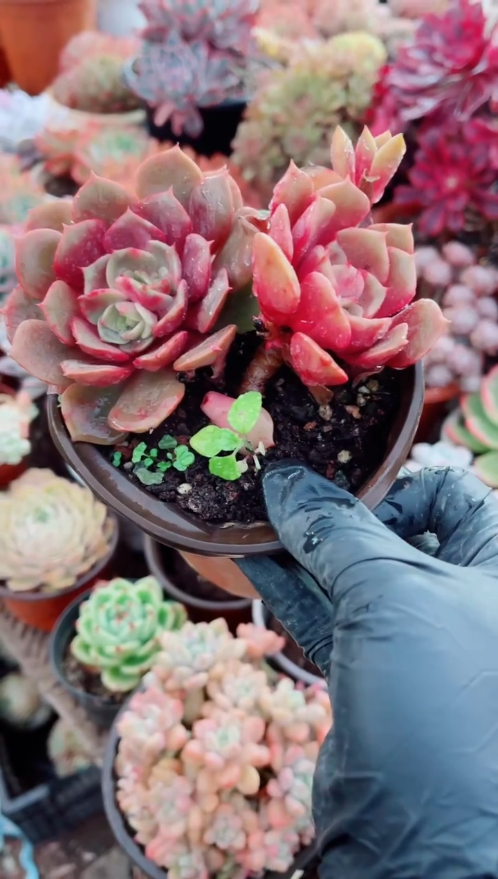 V****?跃跃精品多肉25005