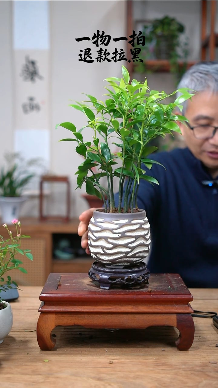 完全开放苏**曲竹柏448