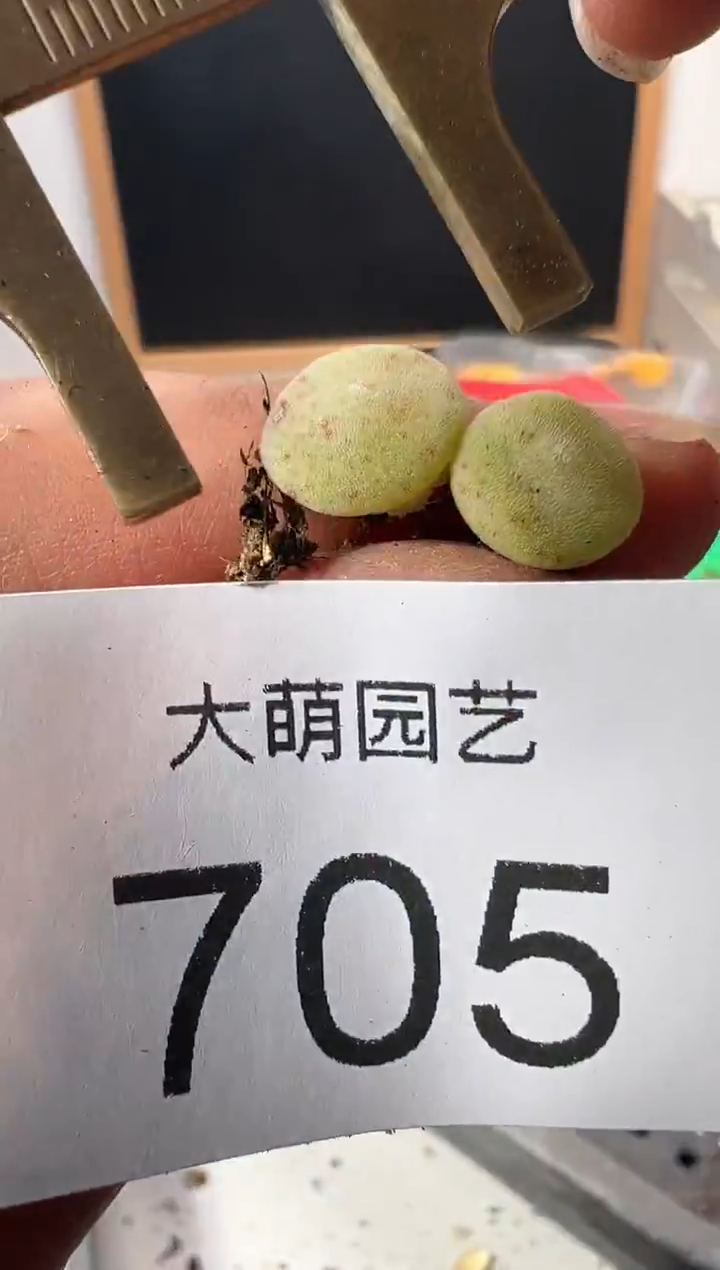 一物一拍         705