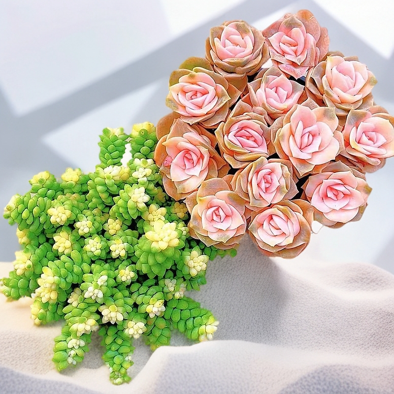 戴安娜粉玫瑰+雪花玉坠多肉绿植带盆适合阳台客厅庭院种植