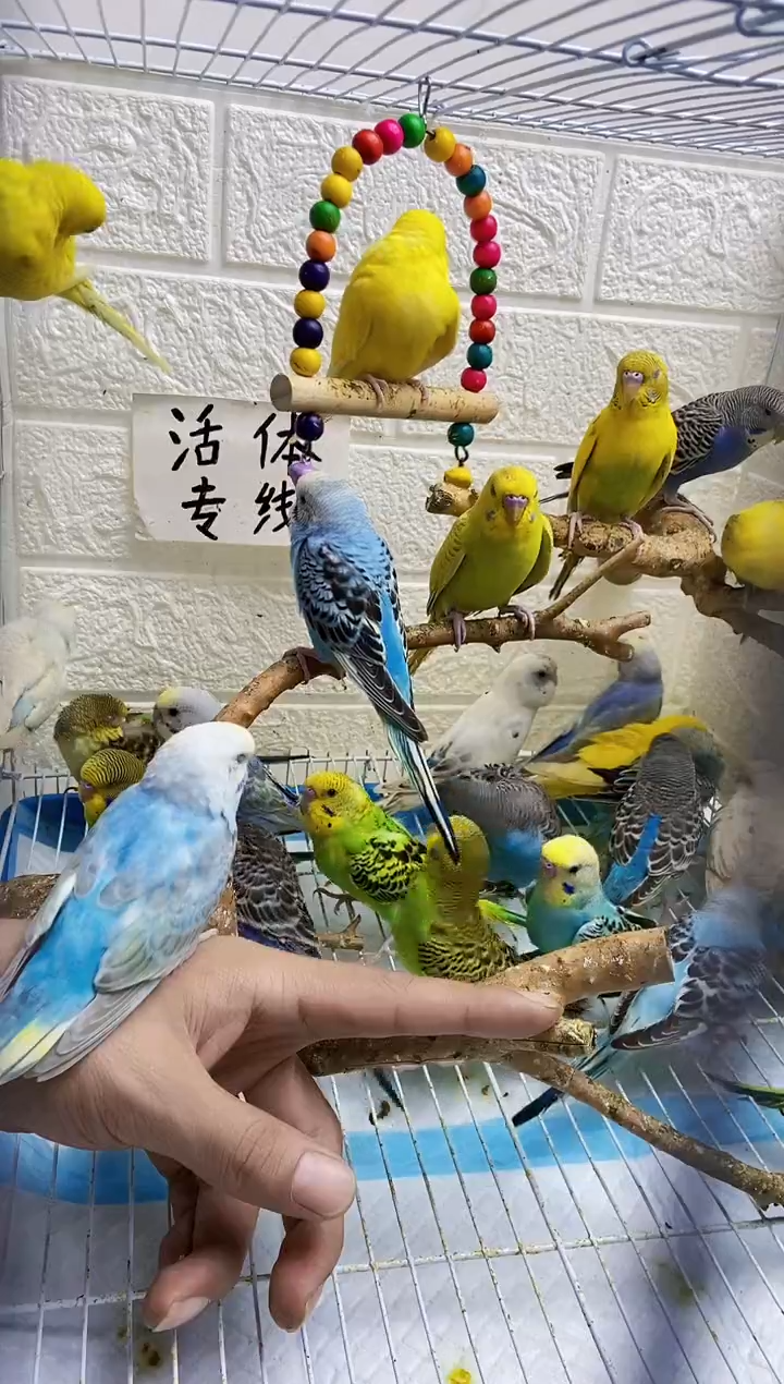 虎皮鹦鹉金彩虎皮鹦鹉