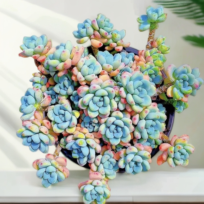 香妃劳尔洛神新手好养易活多肉植物花卉盆栽室外脱土发货耐寒耐旱