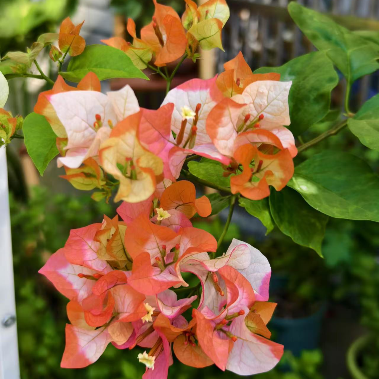 【橙口红】三角梅长势快好养易活勤花爆花 开5个颜色 复色新品种