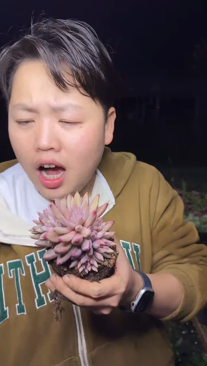 多头爆崽虞美人 挑大的  5