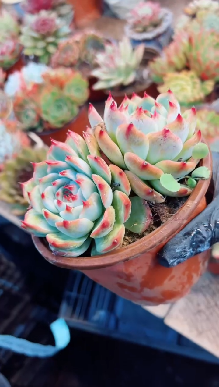 L*多肉植物一物一拍04206