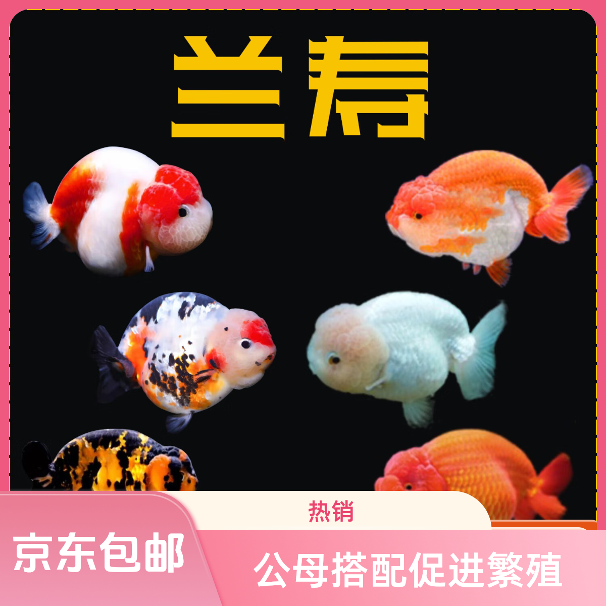 三色玛丽金鱼兰寿金鱼冷水观赏鱼