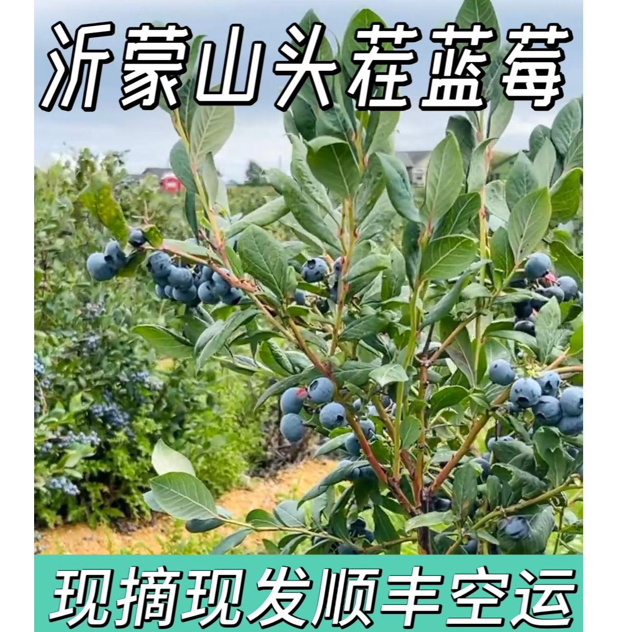 【顺丰沂蒙山头茬蓝莓】29元两箱1.2斤现摘现发 高山原箱空运 花香脆甜爆汁 今天拍明天到 15mm-18mm山东省