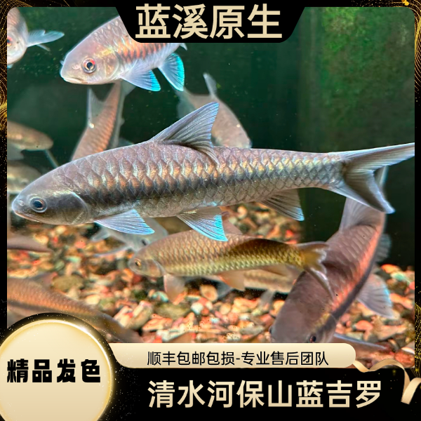 （看鱼挑鱼勿私拍）云南蓝吉罗原生观赏鱼