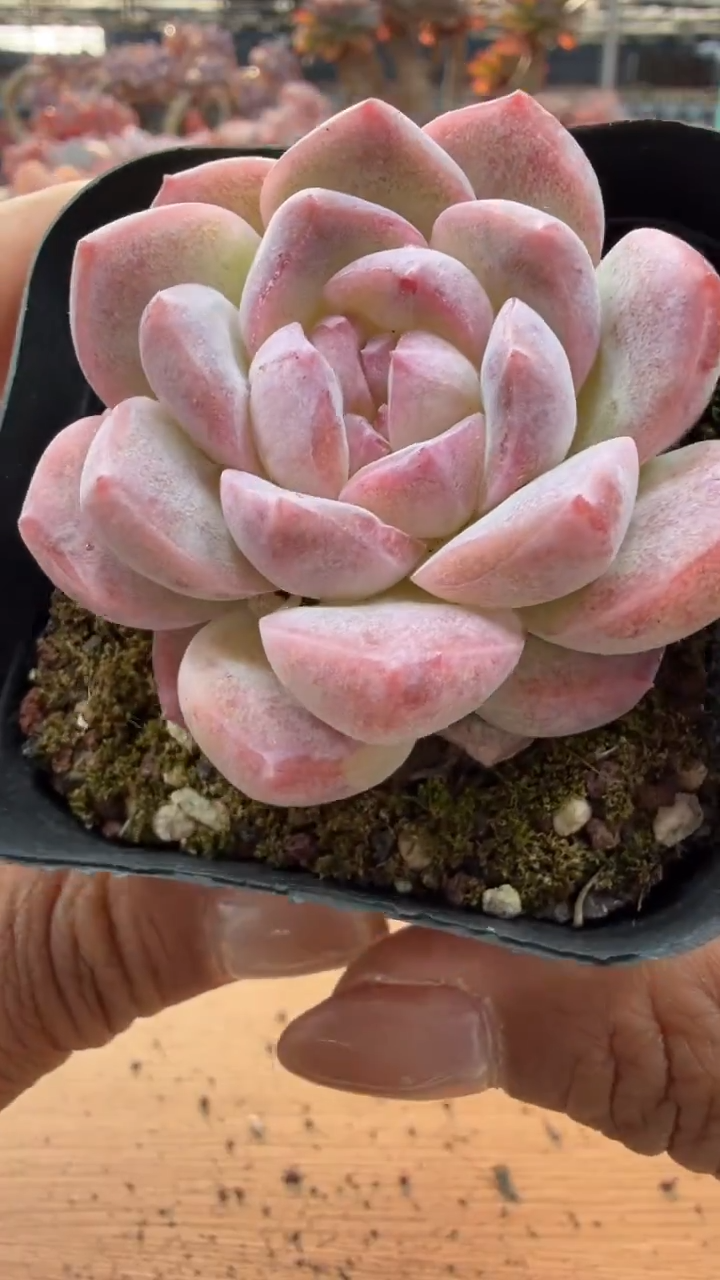 东云多肉园二店-87