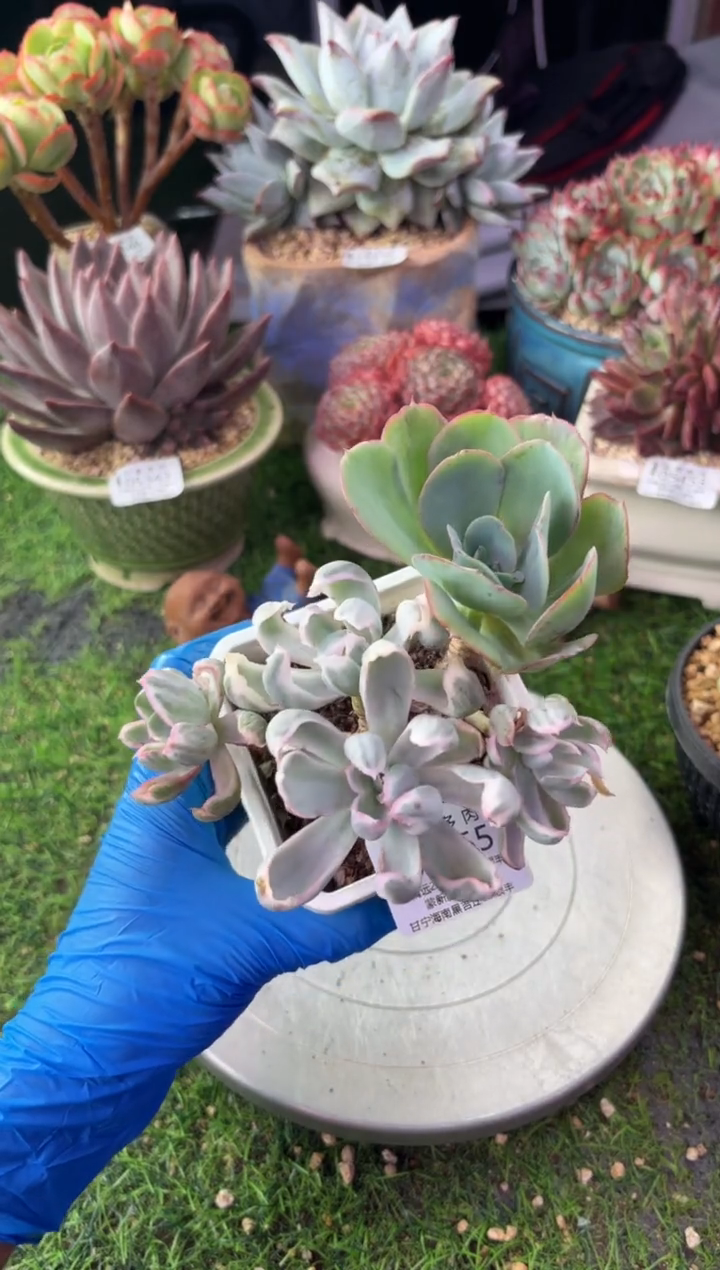 昆明印象多肉05555