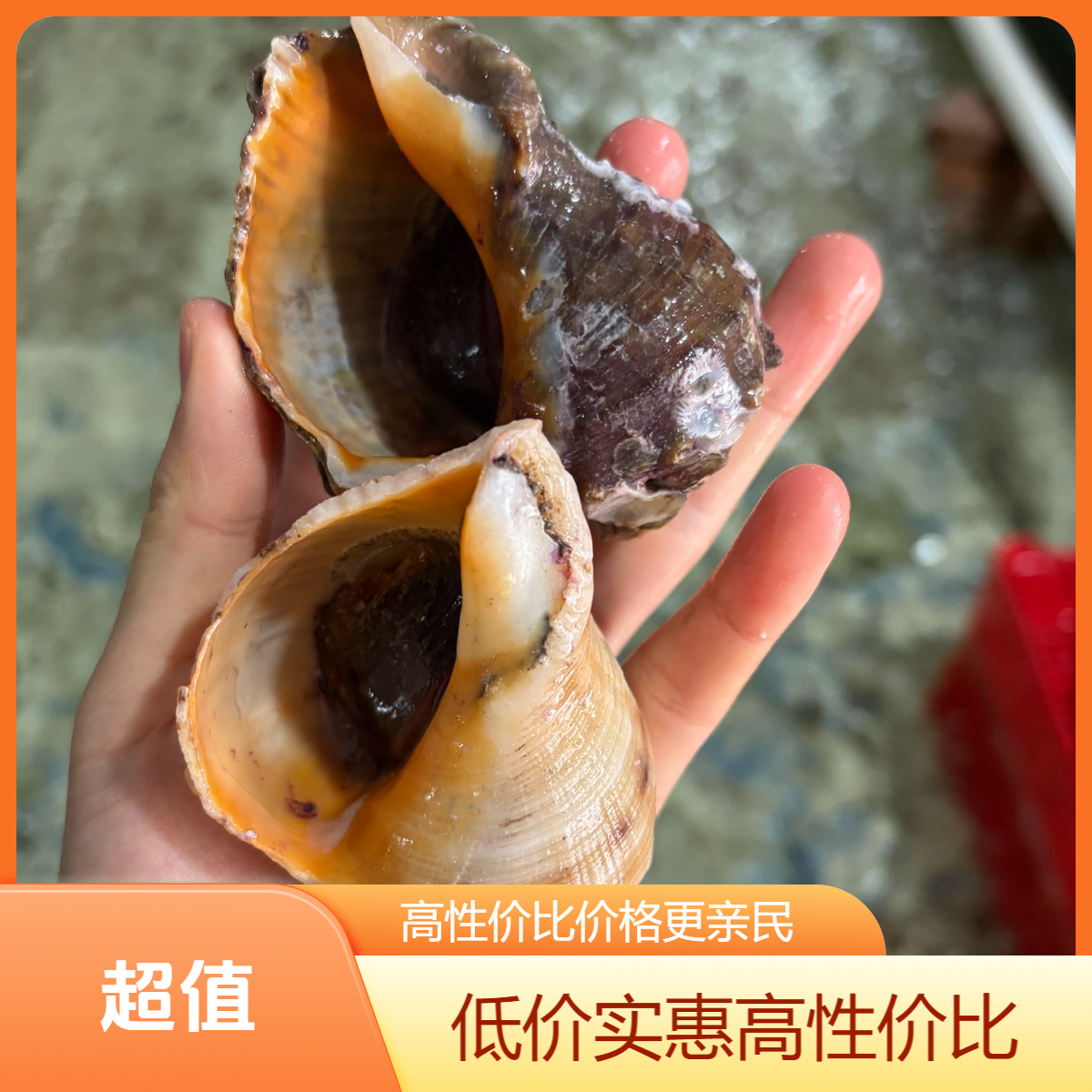 【保鲜不保活】大海螺清蒸 白灼