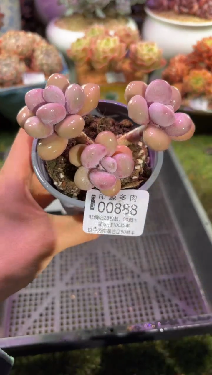 【闪购商品】00888