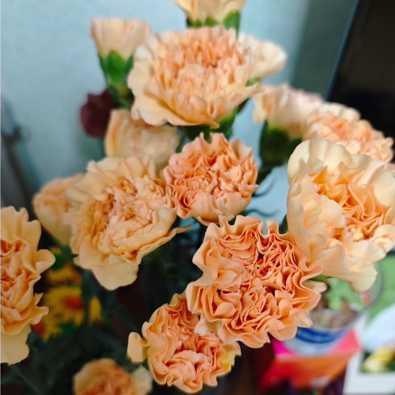 M【香槟色康乃馨10枝50CM】