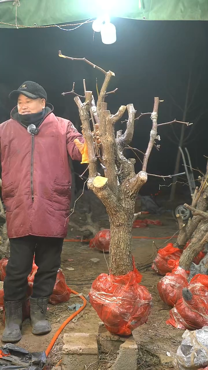 完全开放枣树759